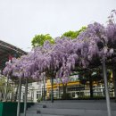 상인초등학교 | (여행) 대구 등나무 꽃 명소 (실시간) - 상인초등학교