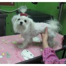 루피펫살롱 이미지