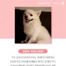 우주펫 이미지