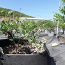 수곡농원 이미지