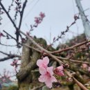 간식 텃밭 만들기 이미지