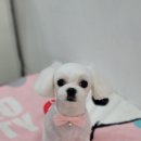 더 펫 애견샾 이미지