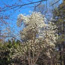 인천대공원(정문) | 인천대공원 벚꽃 실시간 후기, 4월8일기준 남문 정문 상황 총정리