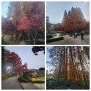 입장-16 | [청주] 단풍 명소 청남대 11월 셋째주 단풍 현황, 16시30분 이후 늦은 입장 후기