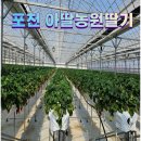 포천 딸기체험 아딸농원 아이랑 다녀온 후기 놀이터 있는 딸기농장
