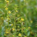 여뀌바늘[Onagraceae (바늘꽃과) ＞ Ludwigia (여뀌바늘속) ＞ epilobioides (여뀌바늘)] 이미지