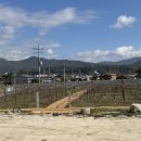 포도밭 옆 펜션 이미지