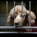 펫 앤 쉘터 동물병원 이미지