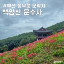 운수사 | 부산 백양산 운수사 꽃무릇 개화상황 숲놀이터 후기