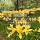 영광의 빛 | 9월 가볼 만한 국내여행지 영광 불갑사 상사화 실시간 방문후기