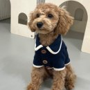 땡일리 애견 유치원 이미지