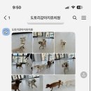 도토리 강아지 유치원 이미지