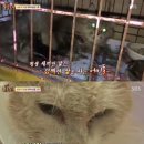 동물농장 이미지