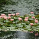 경상남도수목원(수생식물원) 이미지