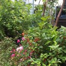 이동꽃마을 이미지