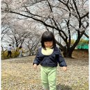 21개월 아기랑 인천 서구 벚꽃 명소 SK석유화학 벚꽃동산 방문후기