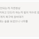 우경농원 | 두릅 농사 1년을 지으며... 공감과 댓글 감사합니다.