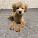 헬로도그맘 이미지