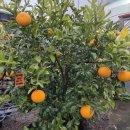 서귀포한의원 | 쇠소깍산물관광농원 한라봉따기 아이들과 특별한 제주체험! 솔직 추천 후기