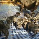 상부민박 이미지