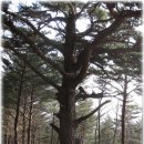 대공산성 등산로 이미지