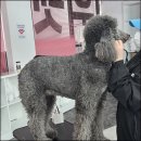 코몽 애견샵 | 달서구애견미용자격증 비용부터 3급 2급 시험까지 솔직 후기
