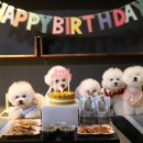 뚱독스 수제간식 이미지