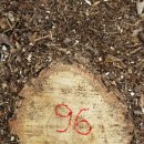 갈참나무(16살)-096-은평구 봉산 편백나무 숲 확장공사로 벌목된 나무 기록 이미지