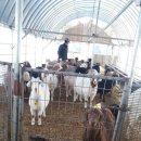 산양마루목장 이미지