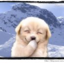 장날에 치킨 이미지