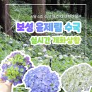 보성 윤제림 수국 실시간 개화상황 방문 후기 6월 4일 기준