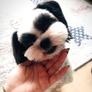 개털깎는남자 | ♡입양후기♡ 타미는 운명같은 엄마랑 행복하게 잘지내고 있어요~