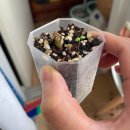 에피어뮤즈 이미지