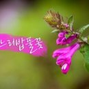 해바라기화원 이미지