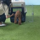 웅이 하우스 네이버블로그