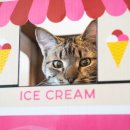 댕댕이버스 이미지