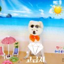 펫미리애견샵 이미지