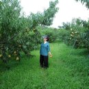 산골복숭아농장 이미지