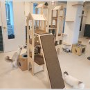 아이조아 캣파크 서울점 이미지