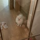 똑똑강쥐 이미지
