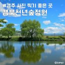 천년나무1단지@(17신규) | 경주 사진 찍기 좋은 곳 경북천년숲정원 5월 거울숲 외나무다리