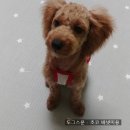 도그스푼 이미지