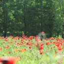 개화농장 이미지