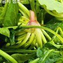 신선청과야채 이미지