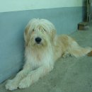 초롱이네 이미지