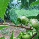 옥전농장 이미지