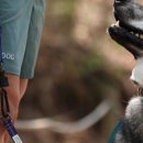 퍼펙트독 이미지