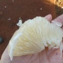 참맑은의원 | 하와이 카우아이섬 당일치기 고민하지말고 추천 하는 후기