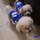 부자동물병원 이미지