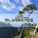 흙과소나무 이미지